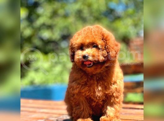 Bebek Surat Toy Poodle Yavrular görsel