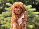 Safkan Red Toy Poodle Yavrular
