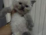 British Blue Point