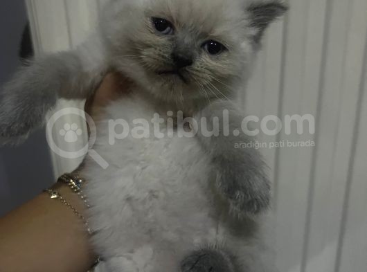British Blue Point görsel
