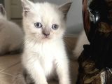 British Blue Point