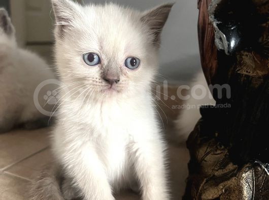British Blue Point görsel