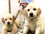 Vecihiden Safkan Golden Bebekler
