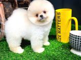 Ayı Surat Pomeranian Boo Yavrularımız