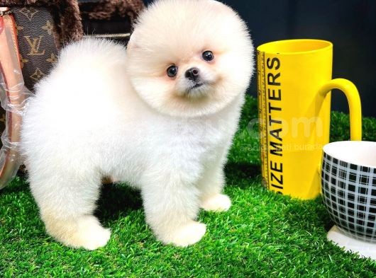 Ayı Surat Pomeranian Boo Yavrularımız görsel