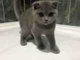 2.5 Aylık  Dişi Manken Scottish Fold