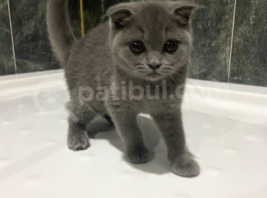 2.5 Aylık  Dişi Manken Scottish Fold