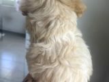 Xsmal Maltipoo Bebeğim