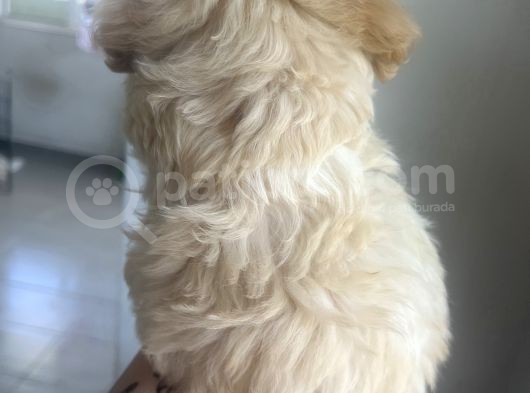 Xsmal Maltipoo Bebeğim görsel