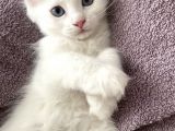 Van i̇ran Kedi̇si̇ Kirma