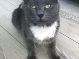 British Shorthair Dişi