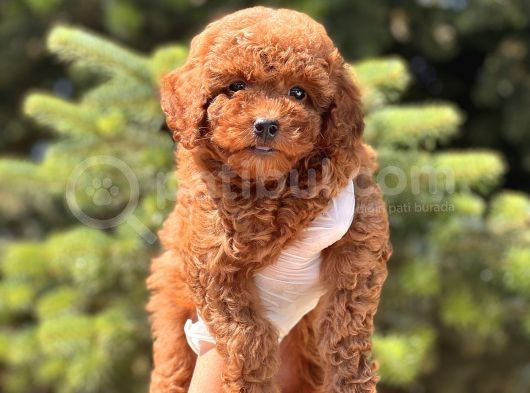 Safkan Red Toy Poodle Yavrular