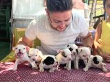 Vecihi Den Safkan Fransız Bulldog Yavruları