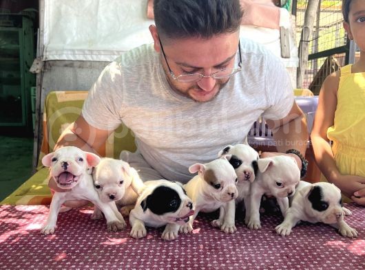 Vecihi Den Safkan Fransız Bulldog Yavruları görsel