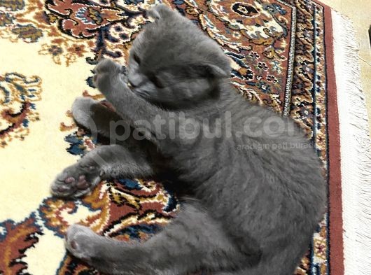 4 Aylık Erkek İlk Gelen Alır görsel
