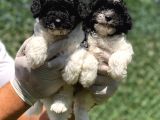 Nadi̇r Renk Harlequi̇n Toy Poodle Bebekler