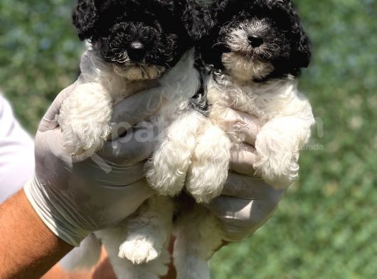 Nadi̇r Renk Harlequi̇n Toy Poodle Bebekler görsel