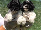 Nadi̇r Renk Harlequi̇n Toy Poodle Bebekler