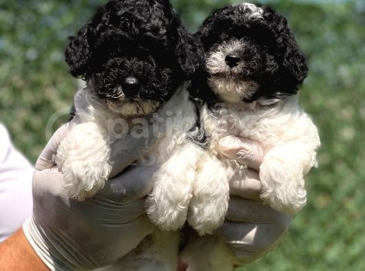 Nadi̇r Renk Harlequi̇n Toy Poodle Bebekler görsel