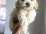 Xsmal Maltipoo Bebeğim