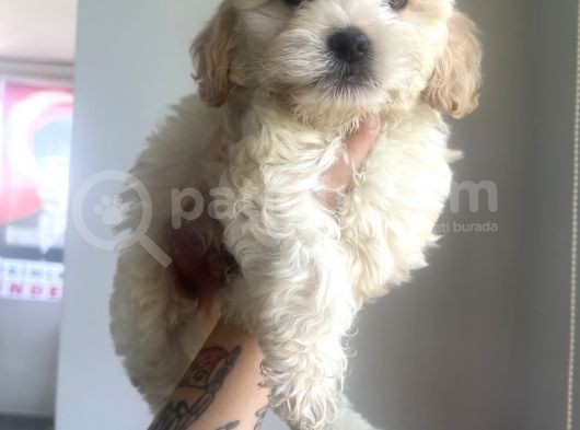 Xsmal Maltipoo Bebeğim görsel