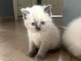 British Blue Point