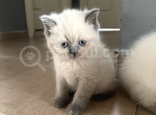 British Blue Point görsel