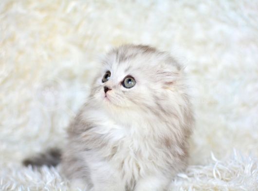 Hari̇ka Ötesi̇ Si̇lver Scotti̇sh Fold Longhai̇r görsel