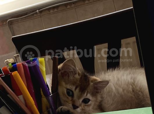Aslan Erkek  Yavrumuz görsel