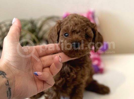 Red Toy Poodle Bebekler görsel