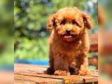 Bebek Surat Toy Poodle Yavrular