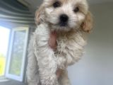 Xsmal Maltipoo Bebeğim