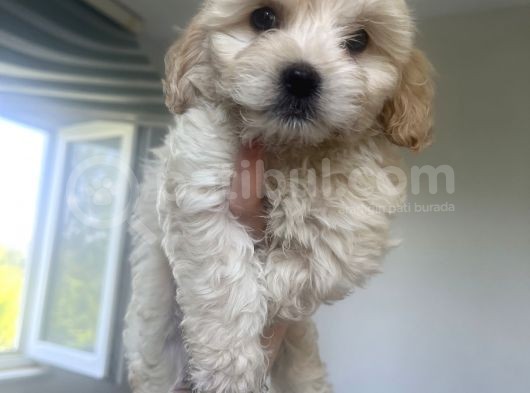 Xsmal Maltipoo Bebeğim