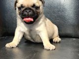 Orji̇nal Pug Mops Yavrulari