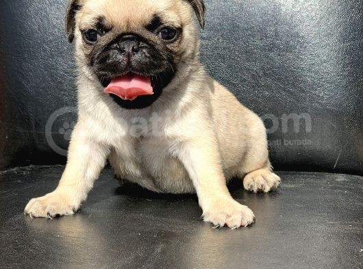 Orji̇nal Pug Mops Yavrulari görsel