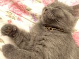 4 Aylık British Shorthair