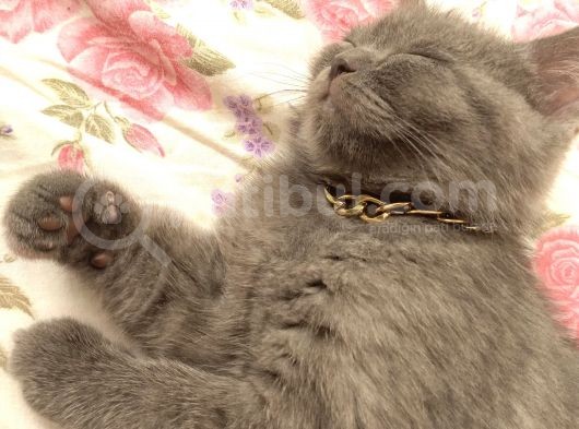 4 Aylık British Shorthair görsel