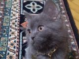 4 Aylık British Shorthair