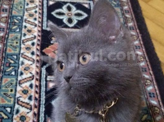 4 Aylık British Shorthair görsel