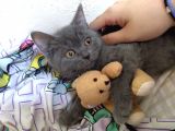 4 Aylık British Shorthair