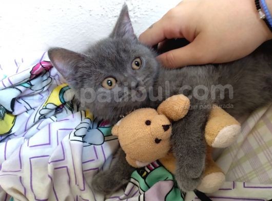 4 Aylık British Shorthair görsel