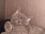 4 Aylık British Shorthair