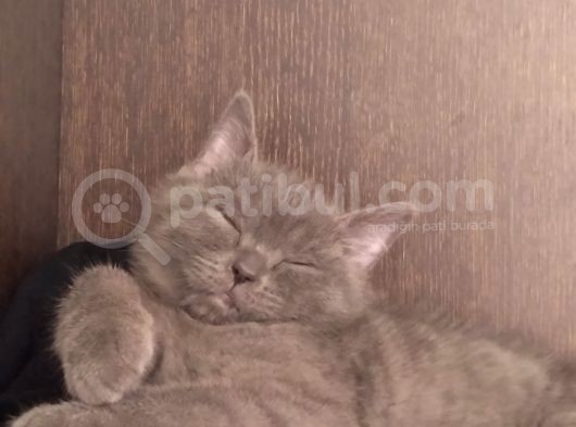 4 Aylık British Shorthair