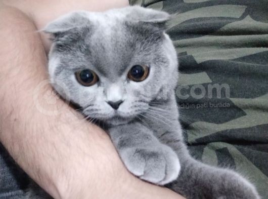 Akıllı Ve Uslu Bir Çocuk Lina görsel
