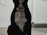 3 Aylık French Bulldog
