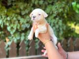 Dişi French Bulldog Show Kalite