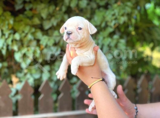 Dişi French Bulldog Show Kalite