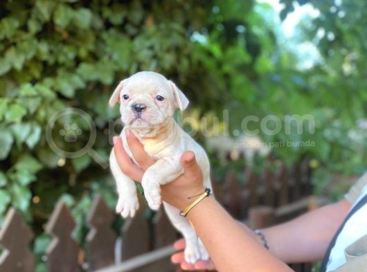 Dişi French Bulldog Show Kalite görsel