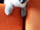 3 Aylık Yakışıklı Bir Beyefendi