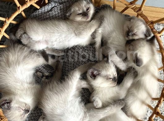 3 Aylık Yakışıklı Bir Beyefendi görsel